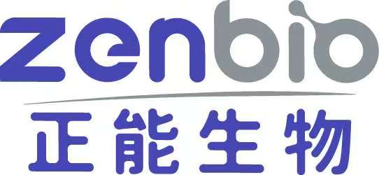 SQSTM1/p62 Rabbit mAb