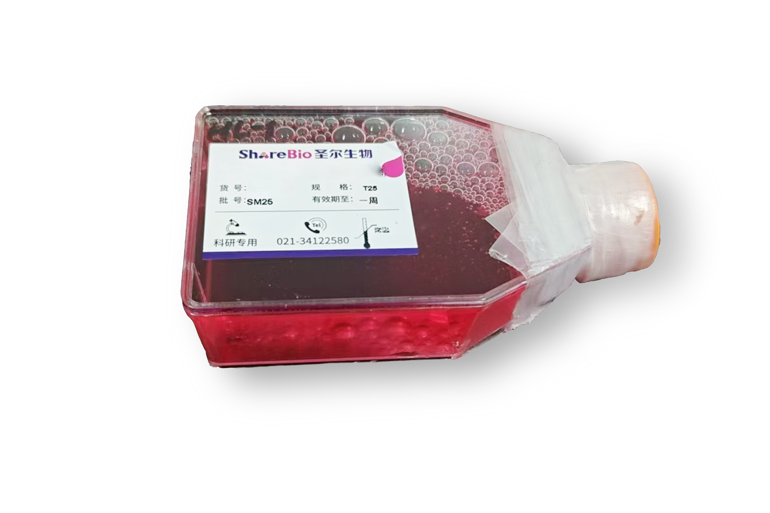 人肝癌细胞Hep3B(STR鉴定正确)