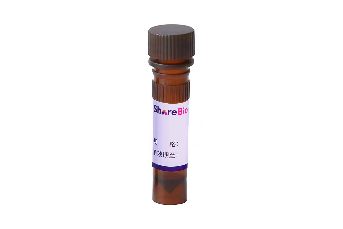 EDU（ 5-乙炔基-2’脱氧尿嘧啶核苷） 5-ethynyl-2-deoxyuridine