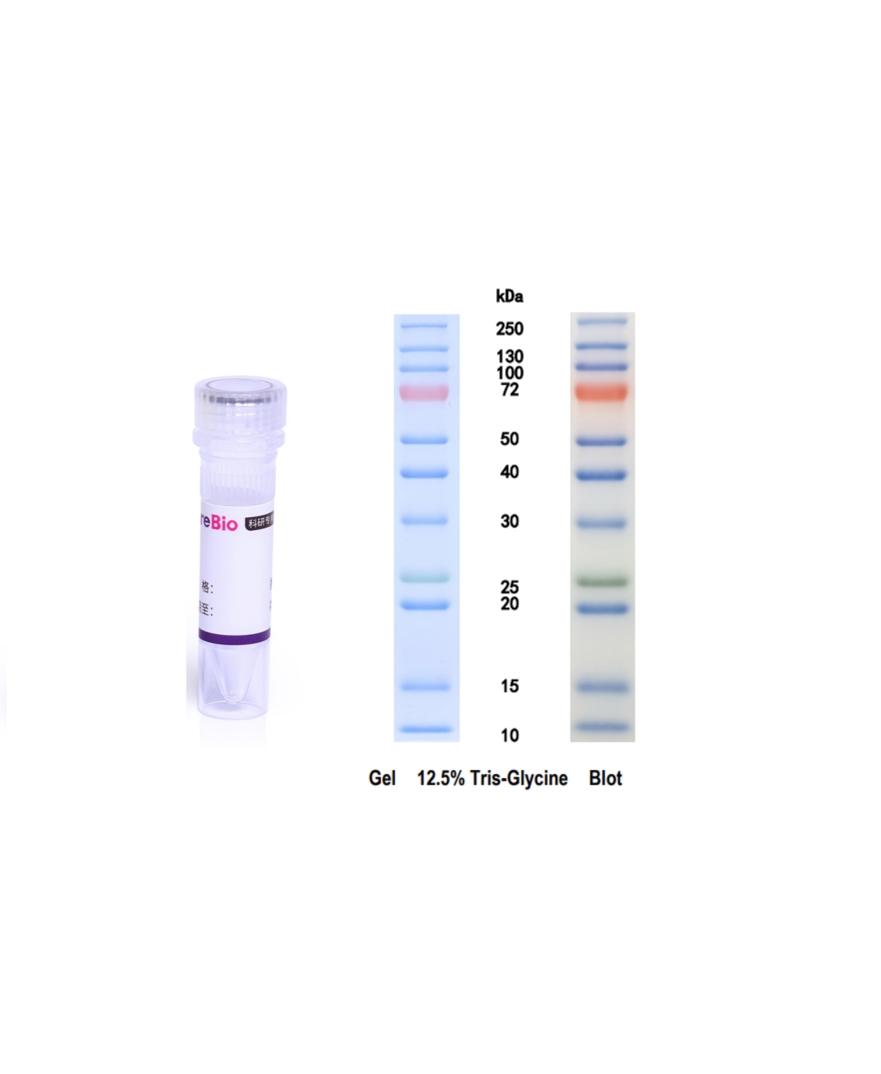 彩色预染蛋白Marker(10-250 kDa)