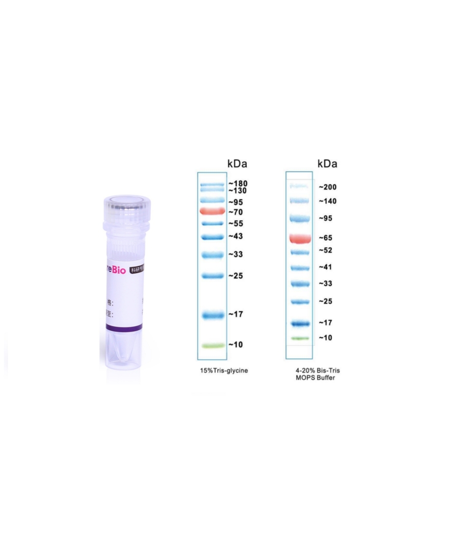 彩色预染蛋白marker(10-180 kDa)