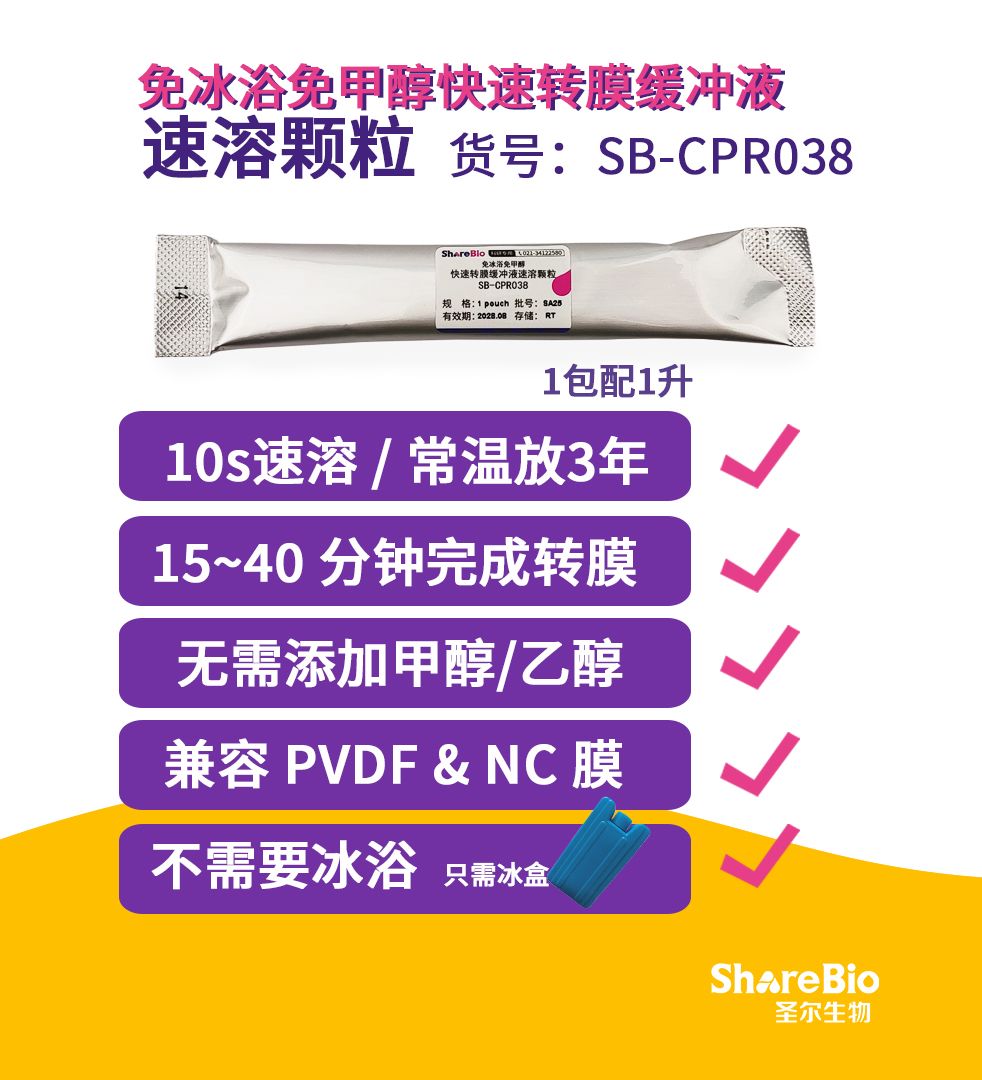 免冰浴免甲醇快速转膜缓冲液速溶颗粒