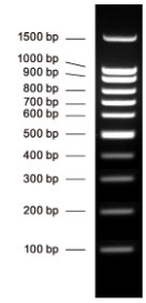 100bp DNA Ladder DNA分子量标准(100 bp-3000 bp) 100bp double-stranded DNA  Ladder