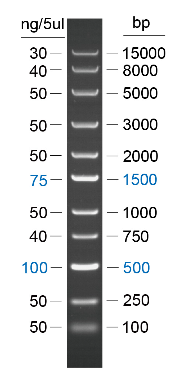 100bp DNA Ladder DNA分子量标准(100 bp-15 kb) 100bp double-stranded DNA Ladder