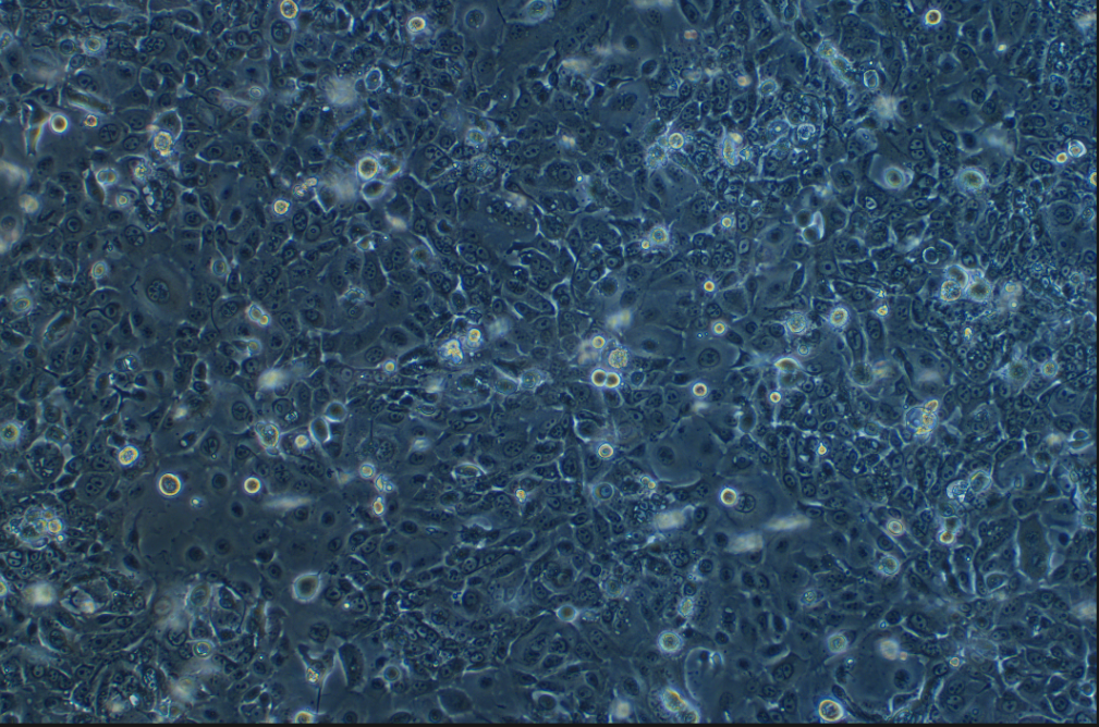 山羊乳腺上皮细胞(永生化细胞） Goat mammary epithelial cells immortalized cells