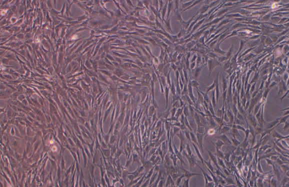 人皮肤成纤维HDF-a(STR鉴定正确)