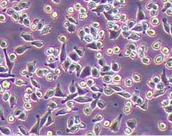 RAW 264.7小鼠单核巨噬细胞白血病细胞系 RAW 264.7 mouse monocyte macrophage leukemia cells