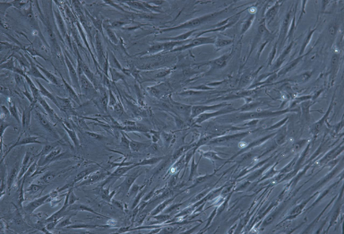 人皮肤成纤维细胞BJ