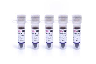 蛋白A/G磁珠(IP/Co-IP)Protein A/G Magnetic Beads