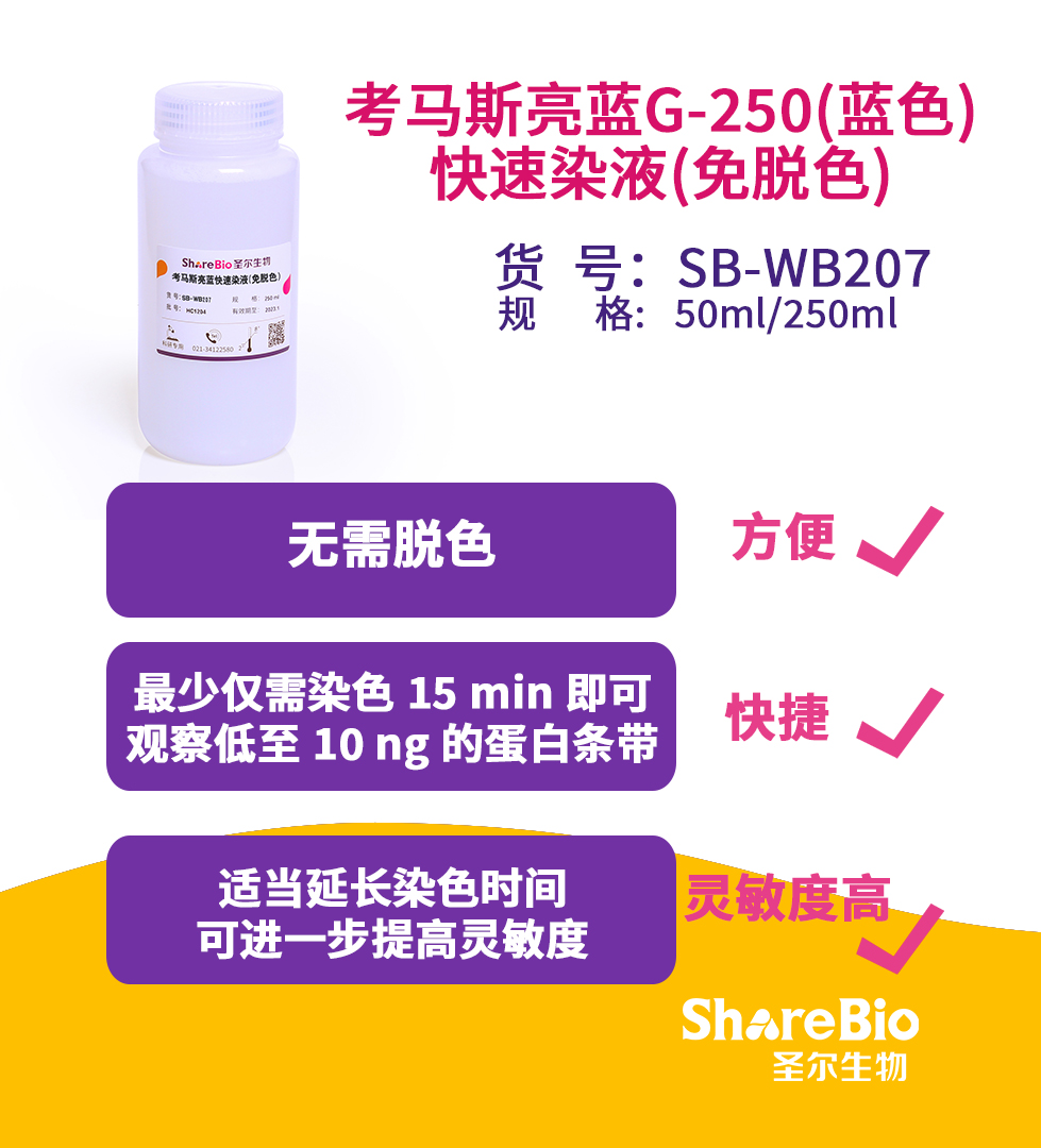 考马斯亮蓝G-250(蓝色)快速染液(免脱色)