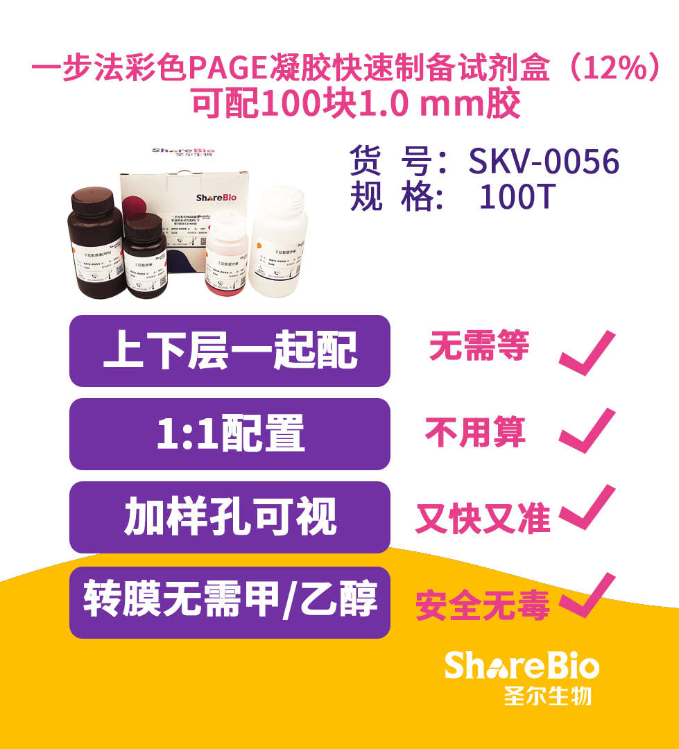 一步法彩色PAGE凝胶快速制备试剂盒（12%） 可配100块1.0 mm胶