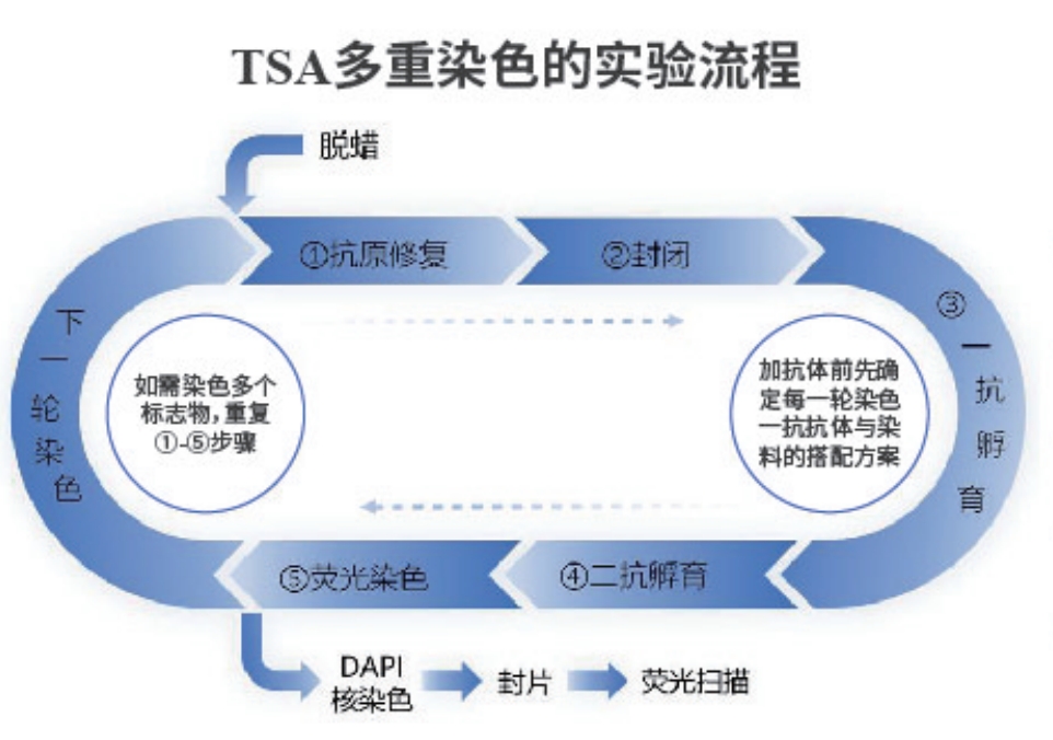 七色酪酰胺信号放大试剂盒(抗兔二抗)7重免疫荧光TSA试剂盒 Seven color tyramide signal amplification kit (Rabbit secondary antibody)