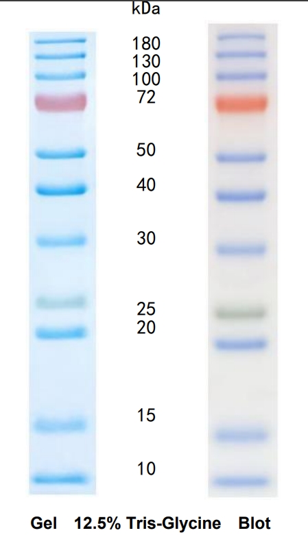 无his标签彩色预染蛋白Marker(8-180 kDa)