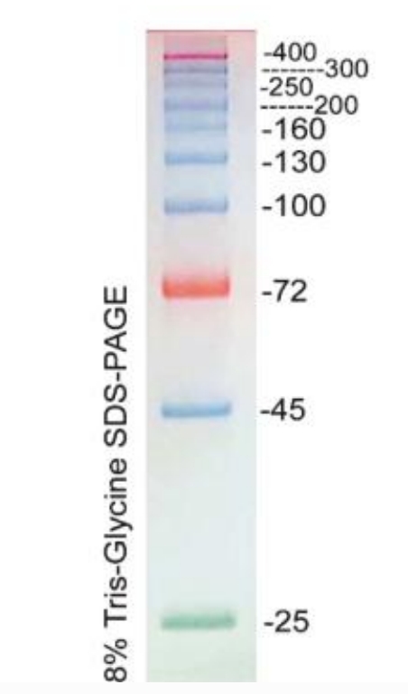 高分子量彩色预染蛋白marker(25-400 kDa)