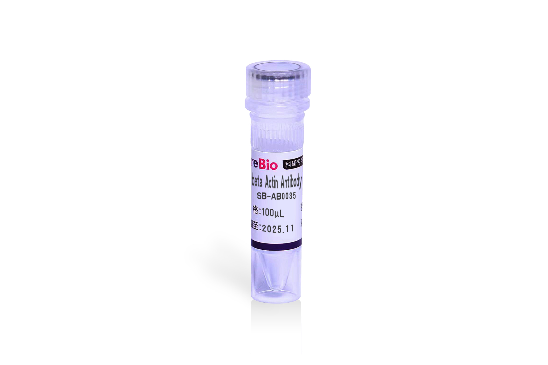 beta Actin Antibody