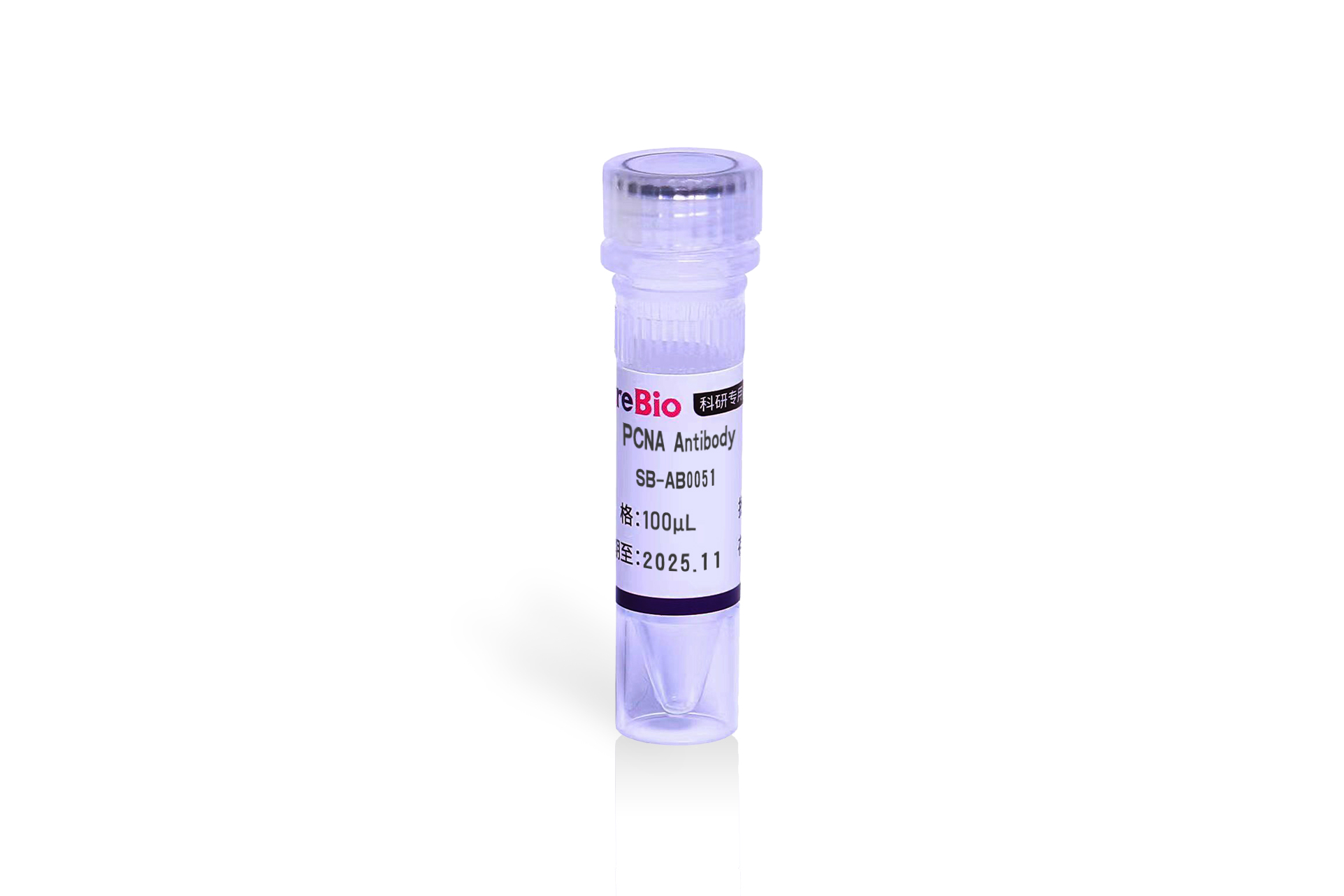 PCNA Antibody