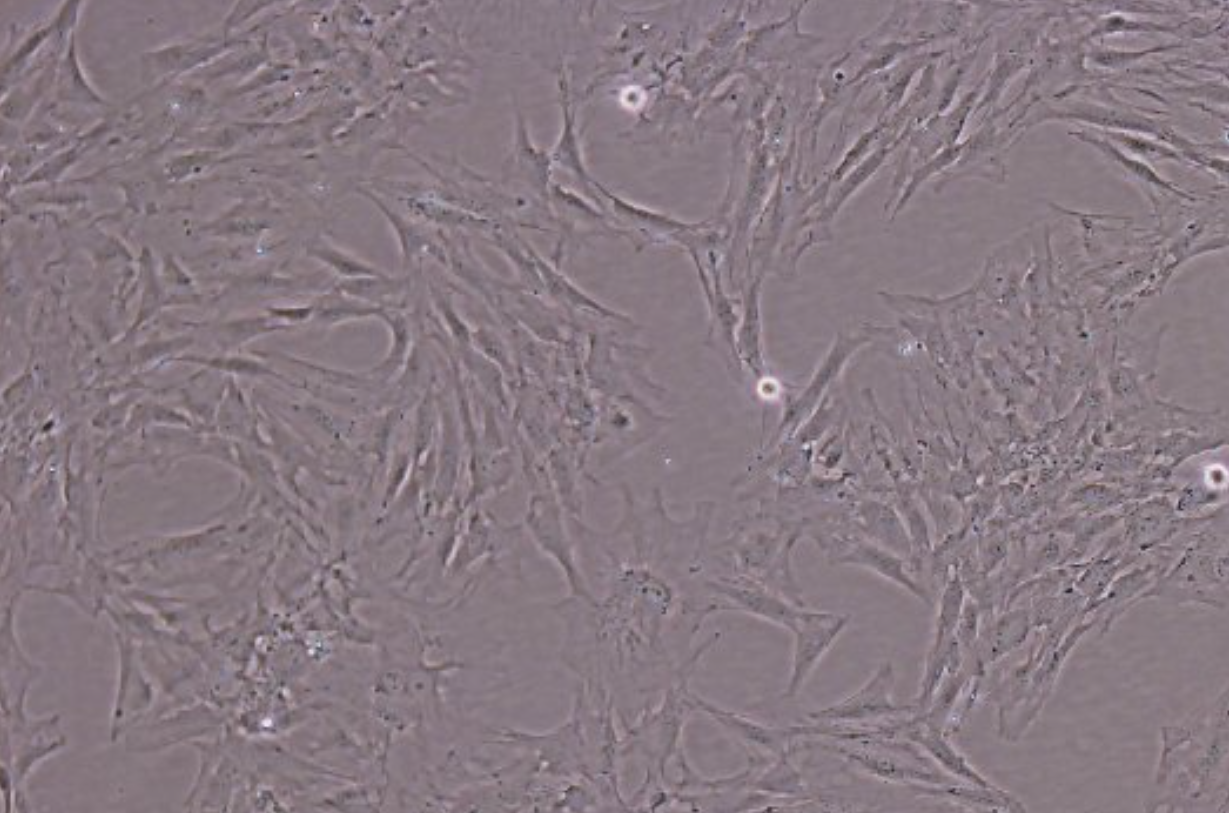 牛陀螺状细胞系BT Bull gyro cell BT