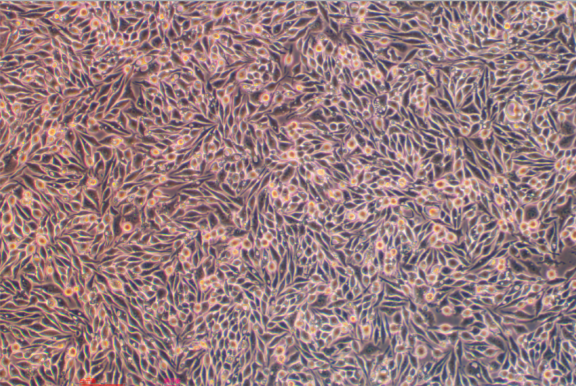鸡巨噬细胞系HD11 Chicken macrophage HD11