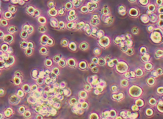 中国仓鼠卵巢细胞系CHO-S(悬浮） Chinese hamster ovary cells CHO-S (suspension)