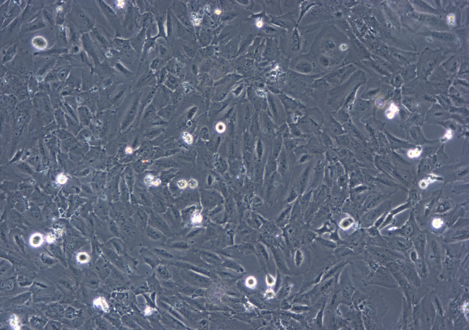 猴脉络膜-视网膜内皮细胞系RF/6A（种属鉴定） Monkey choroid retinal endothelial cell RF/6A