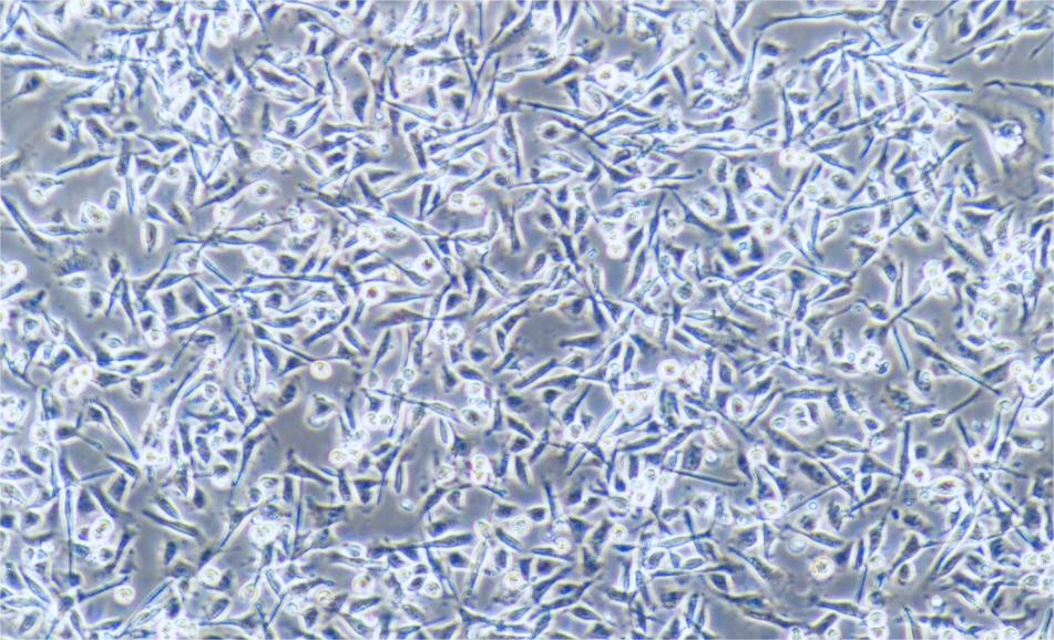 猪髋动脉内皮细胞系PIEC(种属鉴定) Pig hip artery endothelial cells PIEC