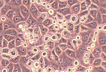 恒河猴肾细胞系LLC-MK2（种属鉴定） Rhesus monkey kidney cell LLC-MK2