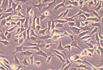 CHL中国仓鼠肺细胞系 Chinese hamster lung cells
