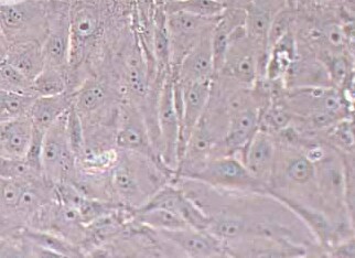 LLC-PK1猪肾细胞系 LLC-PK1 pig kidney cells