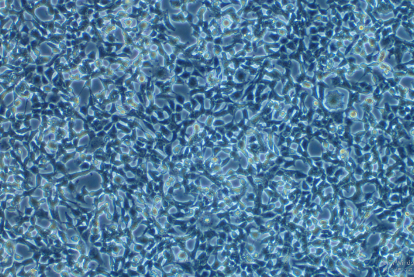 V79仓鼠肺细胞系 V79 hamster lung cells