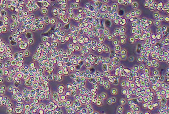 s2果蝇胚胎细胞系 S2 Drosophila embryonic cells