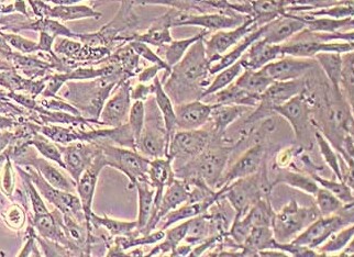 CRFK猫肾细胞系 CRFK cat kidney cells