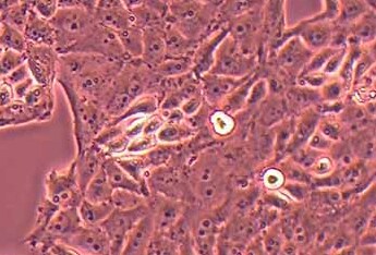 PK-15猪肾细胞系 PK-15 pig kidney cells