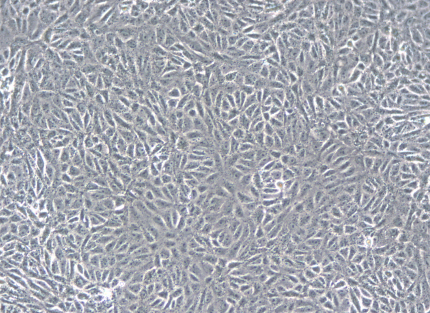 VERO非洲绿猴肾细胞系 VERO African Green Monkey Kidney Cells