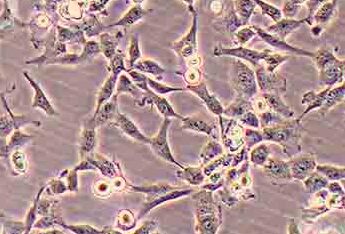 F-81; FK81; F81 猫肾细胞系 F-81; FK81; F81 (cat kidney cells)