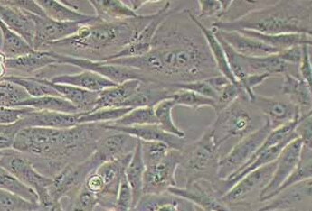 BHK-21幼仓鼠肾细胞系 BHK-21 hamster kidney cells