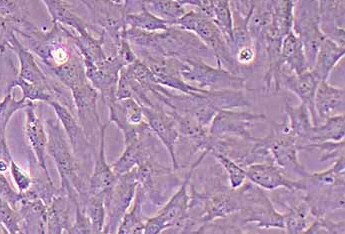 鸭胚成纤维细胞(永生化细胞） Duck embryo fibroblast (immortalized)