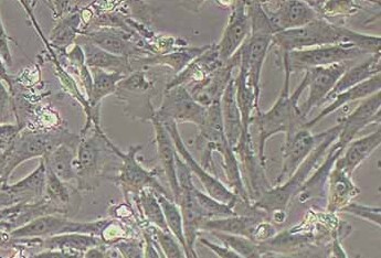 羊睾丸间质细胞(永生化细胞) Sheep testicular interstitial cells (immortalized)