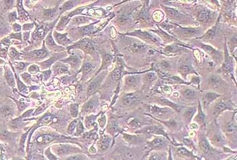 山羊乳腺上皮细胞(永生化细胞) Goat mammary epithelial cells immortalized cells