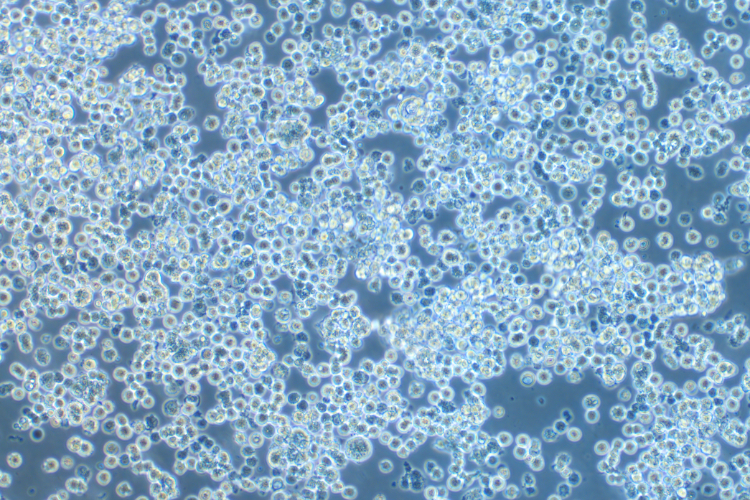 293F (人胚肾细胞系) 293F (human embryonic kidney cells)