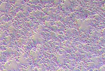 293A人胚肾细胞系 293A human embryonic kidney cells