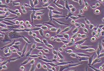 Hs68人男性正常龟头细胞系 Hs68 male normal glans cells