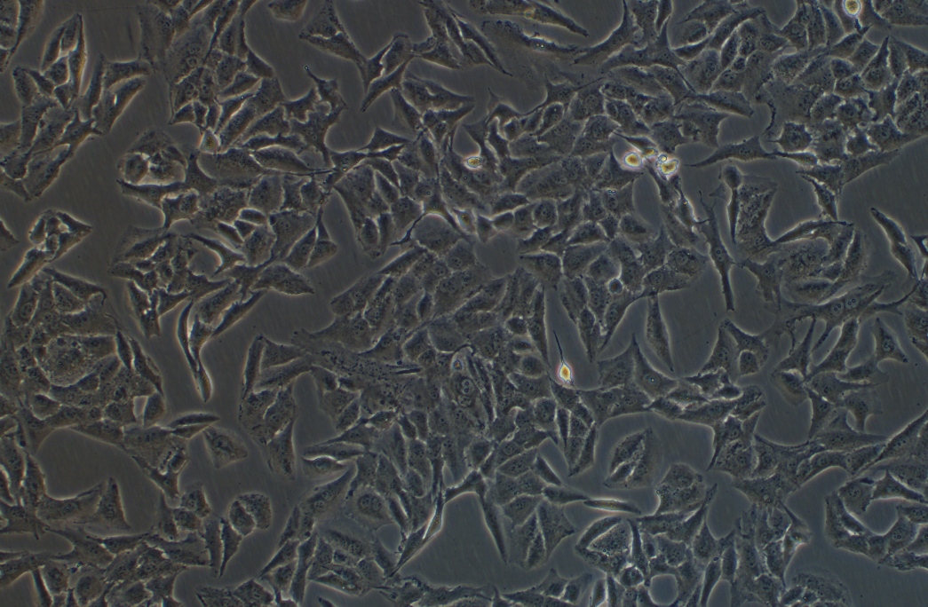 T98G人胶质母细胞瘤细胞系 T98G human glioblastoma