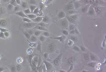 HPDE6-C7人正常胰腺导管上皮细胞系 HPDE6-C7 human normal pancreatic ductal epithelial cell line