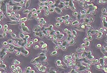 SW620人结直肠腺癌细胞系 SW620 human colorectal adenocarcinoma cells