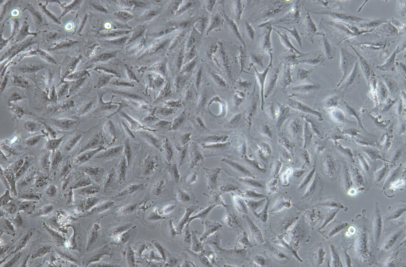 A498人肾癌细胞系 A498 human renal cancer cells