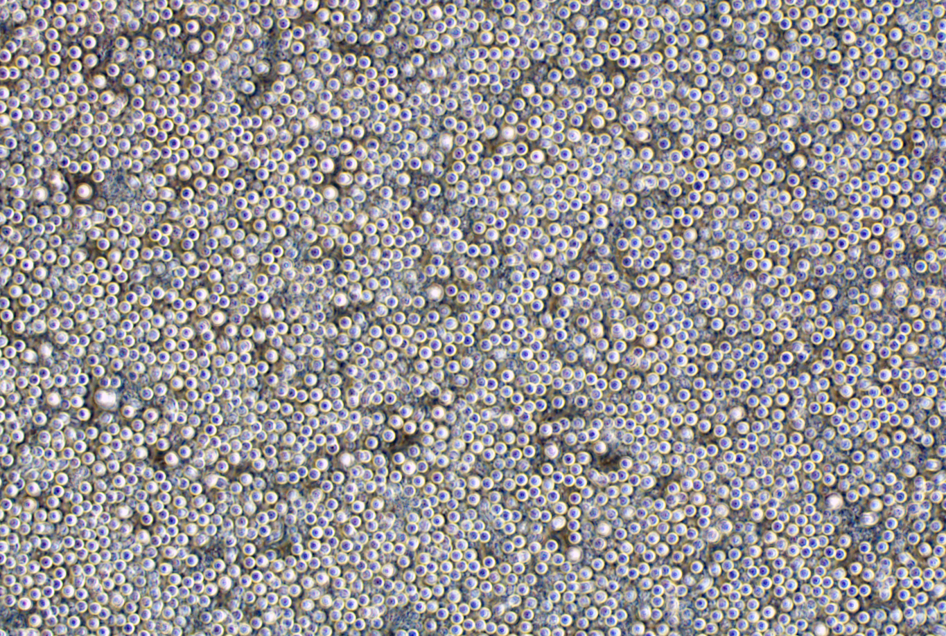 U-937 (人组织细胞淋巴瘤细胞系) (STR鉴定正确) U-937 (human histiocytic lymphoma cells)