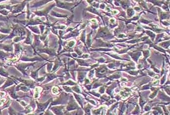 LN-229人胶质瘤细胞系 LN229 human glioma cells