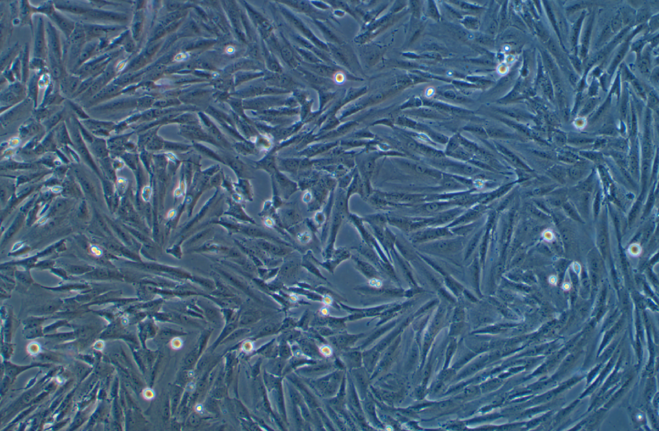 SK-N-SH人神经母细胞瘤细胞系 SK-N-SH human neuroblastoma cells