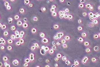 NCI-H716 [H716] (人结直肠腺癌细胞系) (STR鉴定正确)