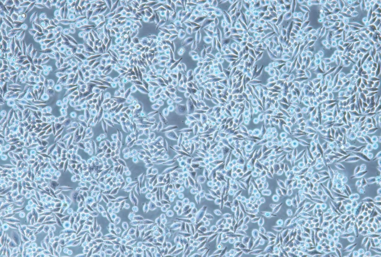 sw620/5-FU人结直肠癌细胞氟尿嘧啶耐药细胞株 Sw620/5-FU human colorectal cancer cell line with 5-fu resistance